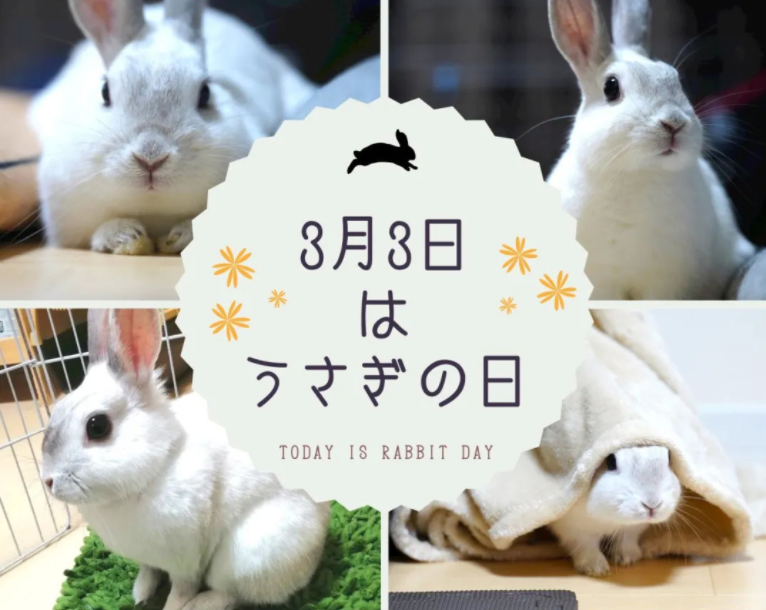 冷知识：日本的兔子也有专属节日